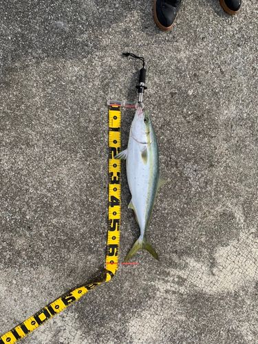 ブリの釣果