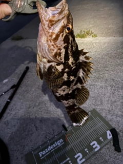 ベッコウゾイの釣果
