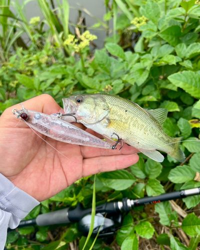 ブラックバスの釣果