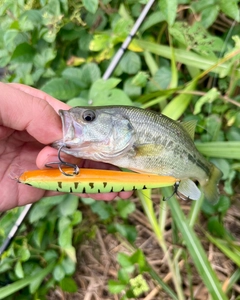 ブラックバスの釣果
