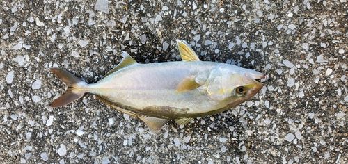 ネリゴの釣果