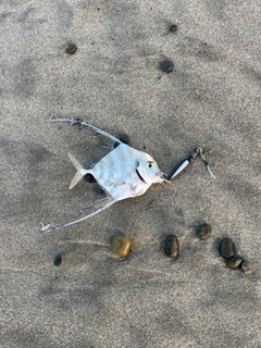 イトヒキアジの釣果