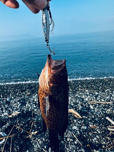 オオモンハタの釣果