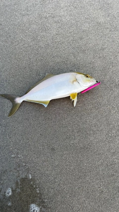 ショゴの釣果
