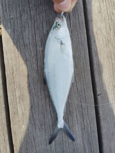 イケカツオの釣果