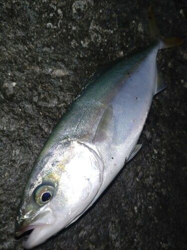 ワカシの釣果