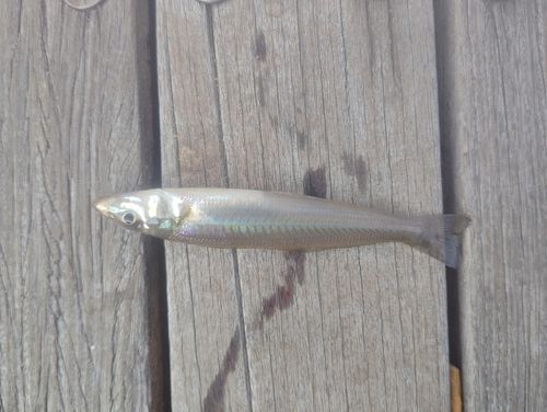 キスの釣果