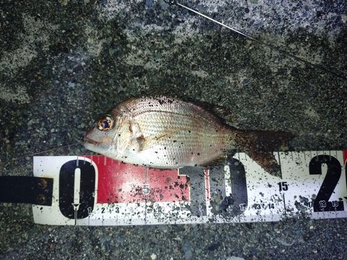 チャリコの釣果