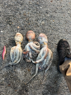マダコの釣果