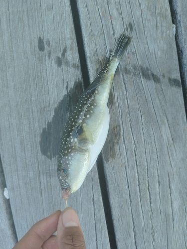 クサフグの釣果