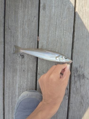 キスの釣果
