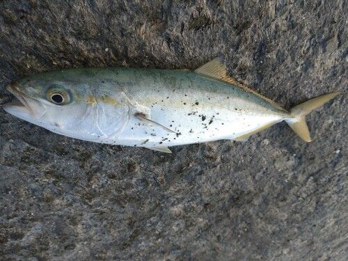 ワカシの釣果