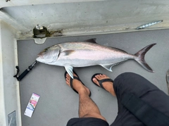 カンパチの釣果