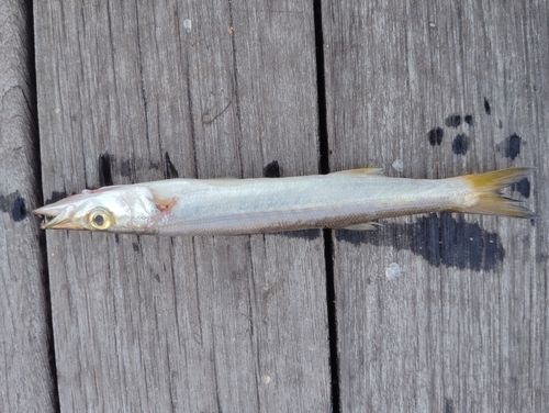 カマスの釣果
