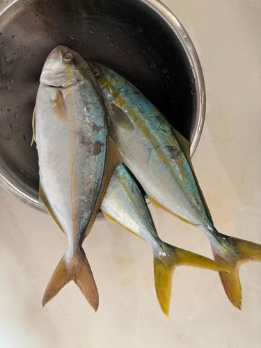 ショゴの釣果