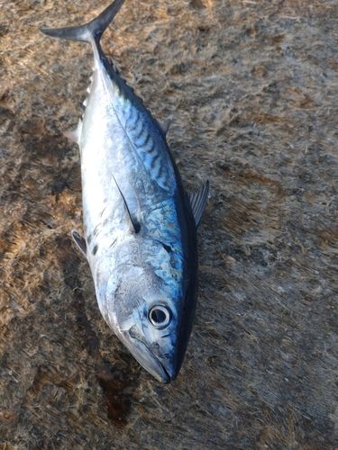スマガツオの釣果
