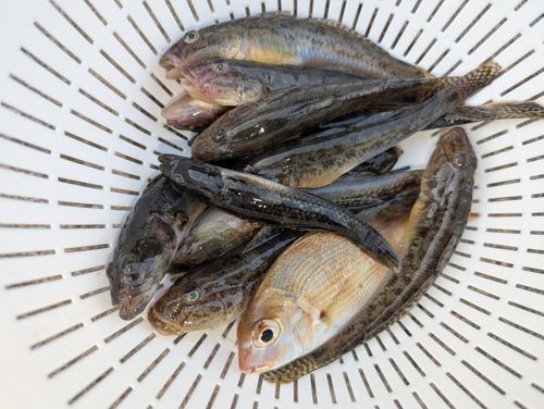 マハゼの釣果
