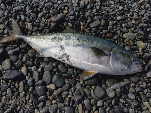ブリの釣果