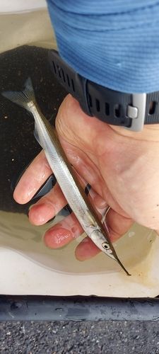 サヨリの釣果