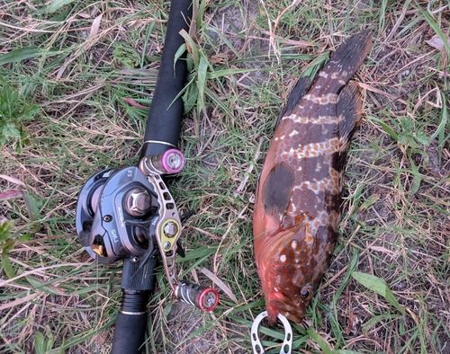 キジハタの釣果