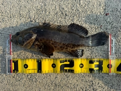 オオモンハタの釣果