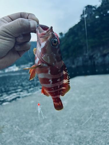 アカハタの釣果