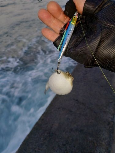 クサフグの釣果