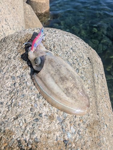 モンゴウイカの釣果