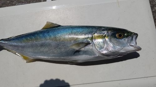 イナダの釣果