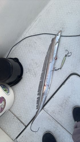 タチウオの釣果