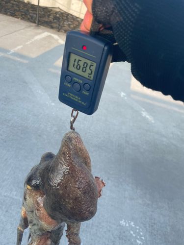 タコの釣果