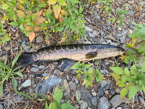 ライギョの釣果