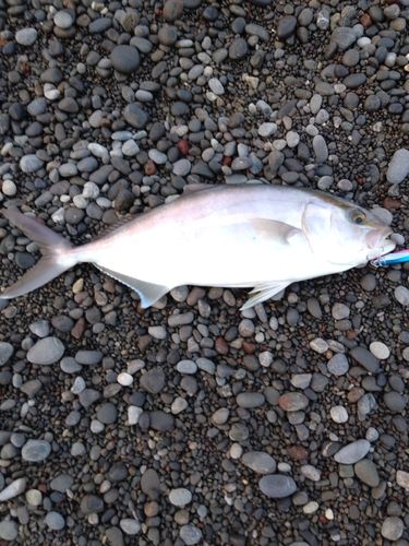 ネイリの釣果