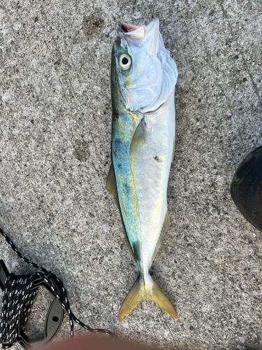 ツバス