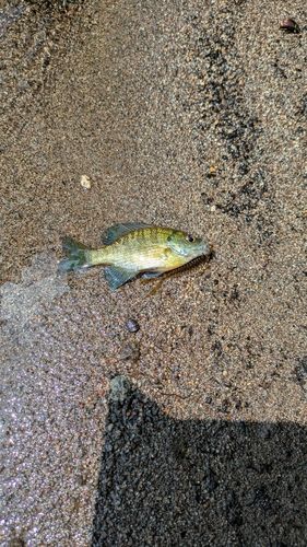 ブルーギルの釣果