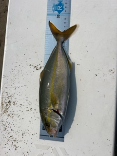 ワカシの釣果