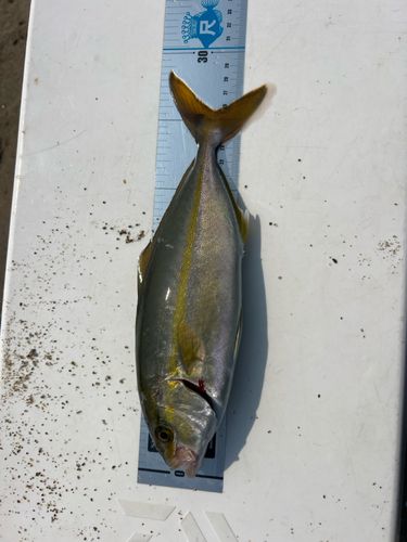 ワカシの釣果