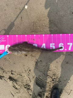 マゴチの釣果