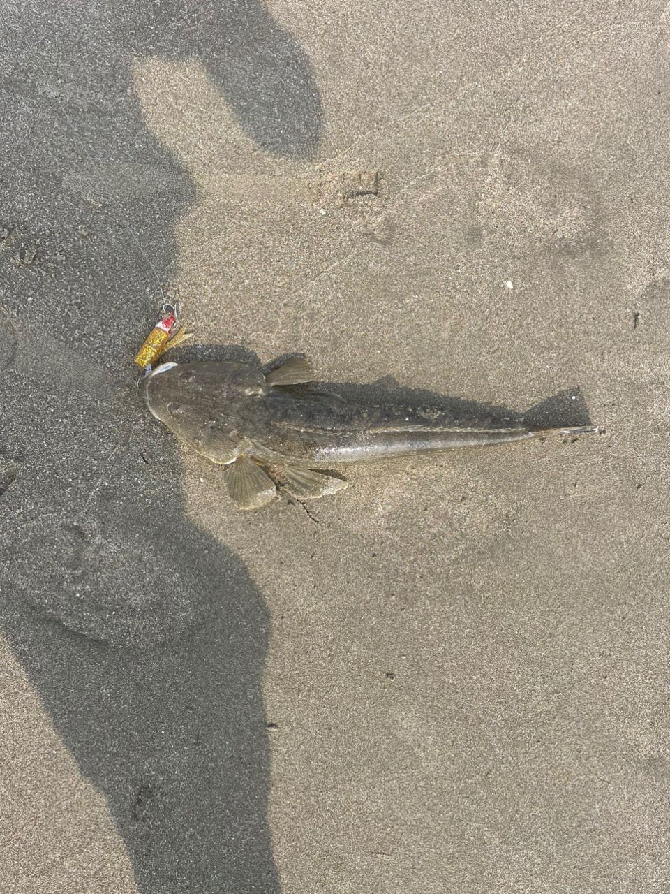 マゴチ
