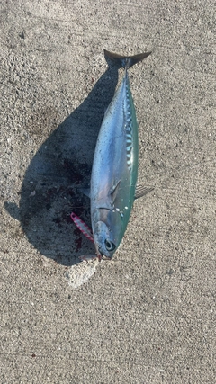 ソウダガツオの釣果