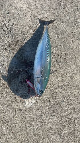 ソウダガツオの釣果