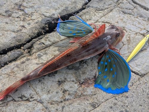 ホウボウの釣果