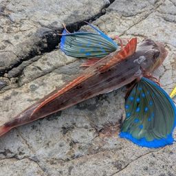ホウボウ