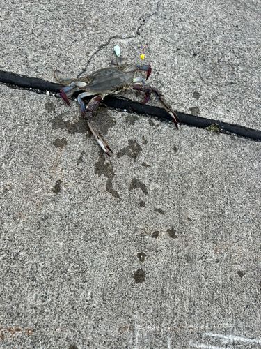 ワタリガニの釣果