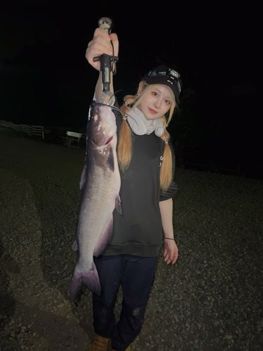 アメリカナマズの釣果