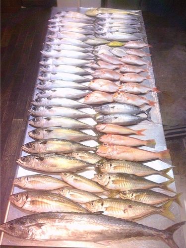 マアジの釣果