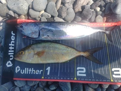 ショゴの釣果