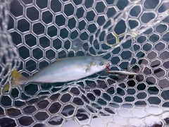 コゾクラの釣果