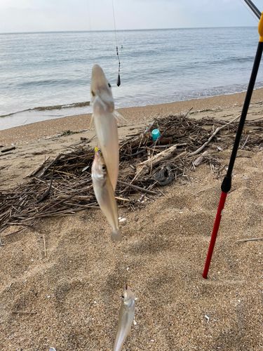 キスの釣果