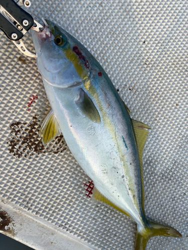 ツバイソの釣果